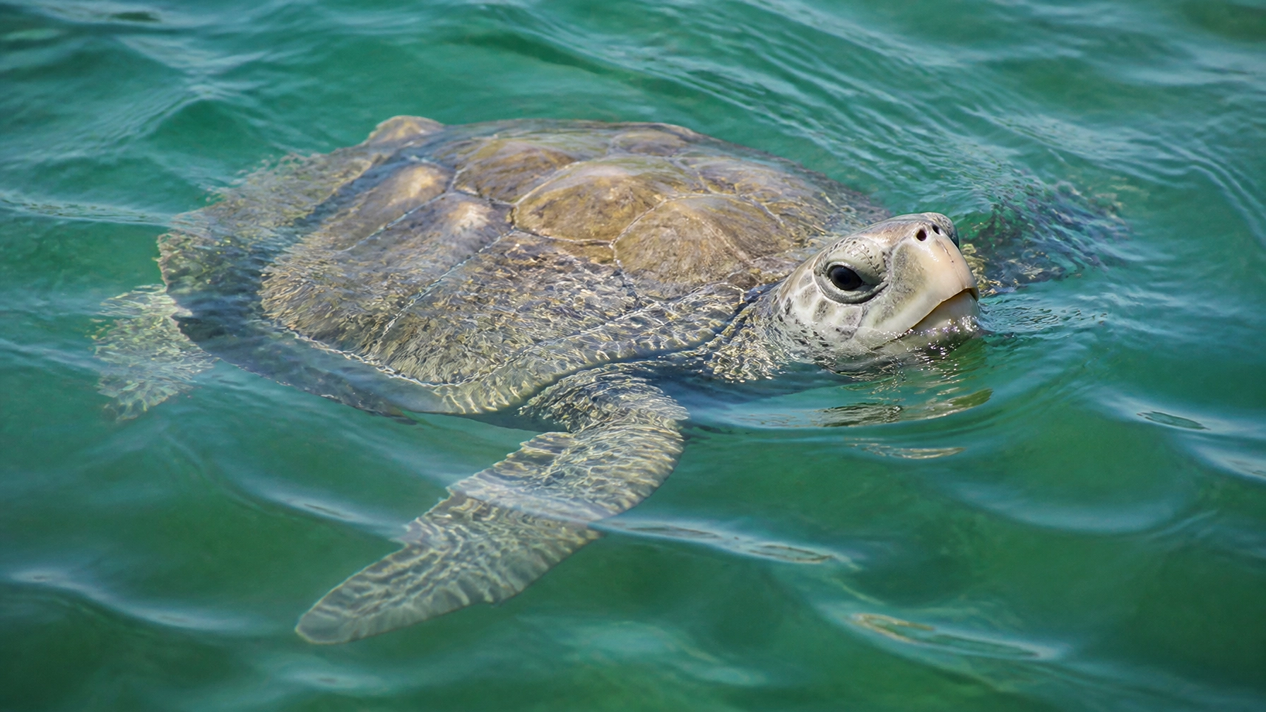 A Kemp's ridley sea turtle swimming just below the surface of clear, greenish-blue Gulf water near Galveston.