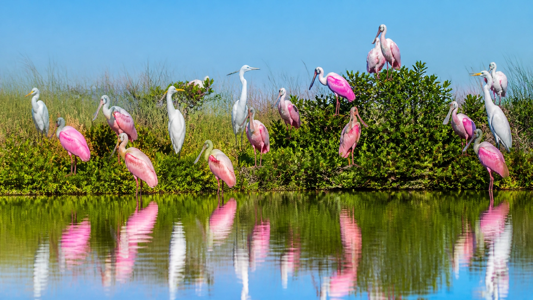 Vibrant Roseate Spoonbills and white egrets gathered on North Deer Island in Galveston Bay.